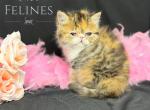 Gabby - Exotic Cat For Sale - Ottawa, KS, US