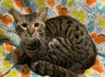 Shane    GENETTA  Local Pick up only - Bengal Cat For Sale - FL, US