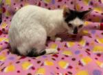 Zoe - Munchkin Cat For Sale - FL, US