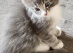 Maryann - Maine Coon Cat For Sale - Russellville, MO, US