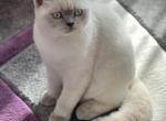 Frosty - Scottish Straight Cat For Sale - Hanover Park, IL, US