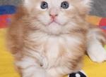 Skipper - Maine Coon Cat For Sale - Russellville, MO, US