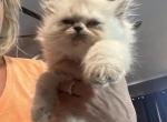 Himalayan - Himalayan Cat For Sale - Charlotte, NC, US