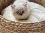 Ragdoll Kitten Female Ella - Ragdoll Cat For Sale - Mosier, OR, US