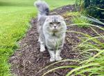Richard - Scottish Fold Cat For Sale - Great Falls, VA, US