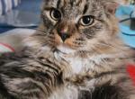 I am the Best - Siberian Cat For Sale - New York, NY, US