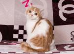 Beckham - Maine Coon Cat For Sale - Brooklyn, NY, US