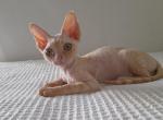 Dallas - Devon Rex Cat For Sale - Brooklyn, NY, US