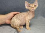 Antonio - Devon Rex Cat For Sale - Brooklyn, NY, US