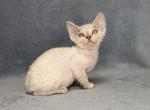 Berta - Devon Rex Cat For Sale - Brooklyn, NY, US