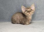 James Bond - Devon Rex Cat For Sale - Brooklyn, NY, US