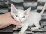 Belosnezhka - Devon Rex Cat For Sale - Brooklyn, NY, US