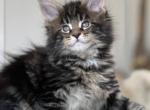 Quillian - Maine Coon Cat For Sale - Brooklyn, NY, US