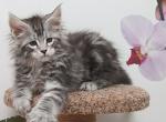 Quicksilver - Maine Coon Cat For Sale - Brooklyn, NY, US