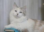 NYUSHA IZ TVERSKOGO KNYAZHESTVA - Siberian Cat For Sale - NY, US