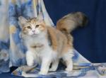 LANTANA LYUMUR - Siberian Cat For Sale - NY, US
