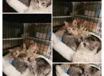 ApolloRockyMickey - Domestic Cat For Adoption - The Bronx, NY, US