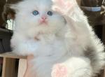 Blue Bicolor Girl3 - Ragdoll Cat For Sale - Fontana, CA, US