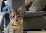 Yellow - Savannah Cat For Sale - Tacoma, WA, US