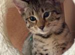 Black - Savannah Cat For Sale - 