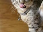 Grey - Savannah Cat For Sale - Tacoma, WA, US