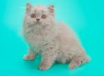 E Dashka - British Shorthair Cat For Sale - Miami, FL, US