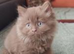 Amur - British Shorthair Cat For Sale - Miami, FL, US