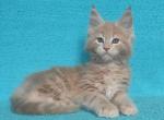 Aleks - Maine Coon Cat For Sale - Miami, FL, US