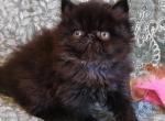 Filya - Persian Cat For Sale - Hollywood, FL, US
