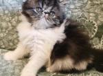 Funny - Persian Cat For Sale - Hollywood, FL, US