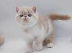 Bagel - Exotic Cat For Sale - Hollywood, FL, US