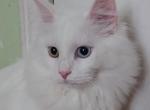 White  Tiger  with ODD eyes for good luck - Siberian Cat For Sale - New York, NY, US