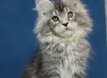 Kim - Maine Coon Cat For Sale - Brooklyn, NY, US