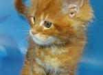 Eteri - Maine Coon Cat For Sale - Brooklyn, NY, US