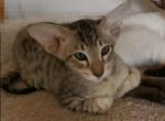 Irwin - Oriental Cat For Sale - Pembroke Pines, FL, US