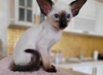 Dobby - Oriental Cat For Sale - Norwalk, CT, US