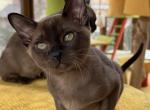 Teddy Burmese - Abyssinian Cat For Sale - Norwalk, CT, US