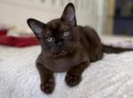 Izyum Burmese - Bengal Cat For Sale - Miami, FL, US