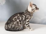 Kimba - Bengal Cat For Sale - Miami, FL, US