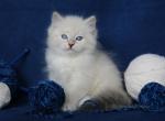 WALSAR IZ TVERSKOGO KNYAZHESTVA - Siberian Cat For Sale - NY, US