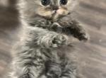 Blue baby - Persian Cat For Sale - Charlotte, NC, US