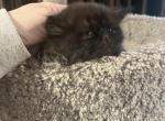 Black smoke - Persian Cat For Sale - Charlotte, NC, US