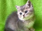 Waikiki british shorthair blue golden chinchilla - British Shorthair Cat For Sale - CA, US