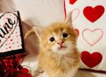 Garfield - Maine Coon Cat For Sale - Joplin, MO, US