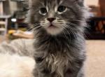 Meeko - Maine Coon Cat For Sale - Joplin, MO, US