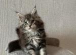 Lord - Maine Coon Cat For Sale - NY, US