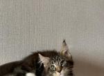 Hermes - Maine Coon Cat For Sale - NY, US