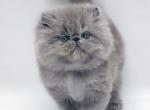 Lilu - Persian Cat For Sale - Hollywood, FL, US