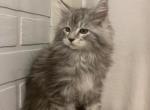 Zeus - Maine Coon Cat For Sale - NY, US