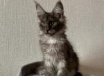 Hades - Maine Coon Cat For Sale - NY, US